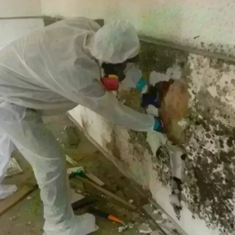 Mold Remediation and Removal in Palos Verdes Estates, CA